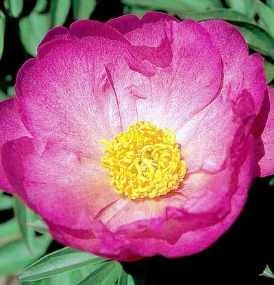 Paeonia Lactiflora 
