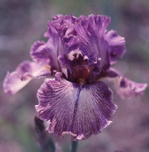 Carica l&#39;immagine nel visualizzatore di Gallery, Iris Barbata Alta &quot;Queen in Calico&quot; in vaso

