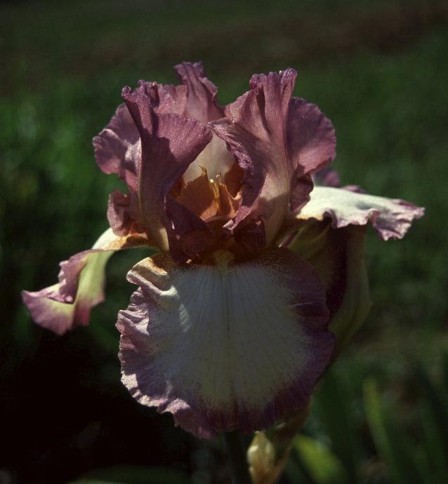 Iris Barbata Alta 