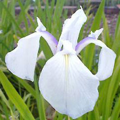 Iris Laevigata 