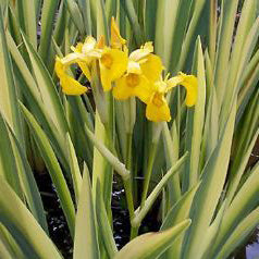 Iris Pseudacorus Variegata