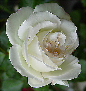 Rosa "White Meilland"