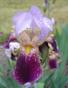 Iris Barbata Alta "Ambassadeur"