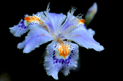Iris Wattii