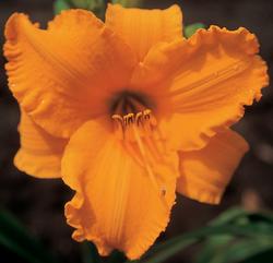 Hemerocallis "Intensive Orange Gold"