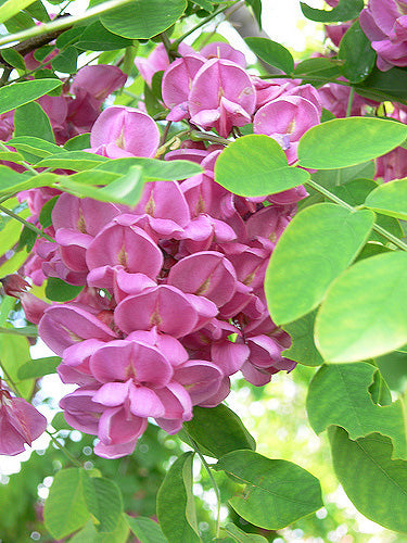 Wisteria Sinensis 
