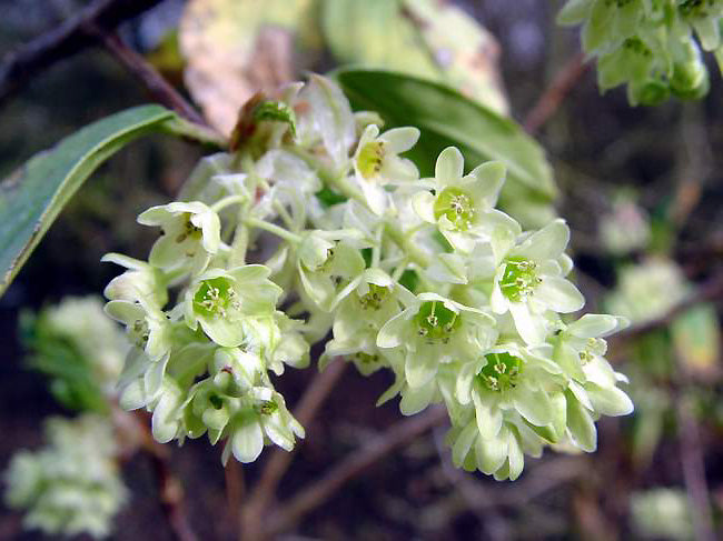 Ribes Laurifolium
