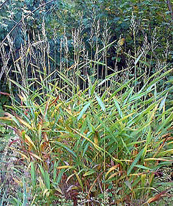 Spodiopogon Sibiricus