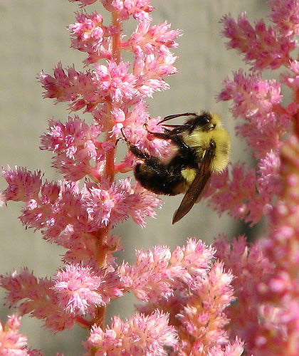Astilbe Japonica Europa