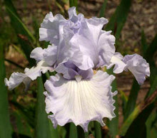 Carica l&#39;immagine nel visualizzatore di Gallery, Iris Barbata Alta &quot;Silverado&quot; in vaso
