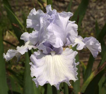 Iris Barbata Alta 