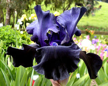 Carica l&#39;immagine nel visualizzatore di Gallery, Iris Barbata Alta &quot;Black Dragon&quot; in vaso
