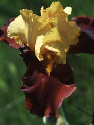 Iris Barbata Alta 