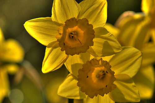 Narcissus  Jonquilla