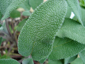 Salvia Officinalis Maxima