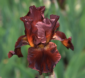 Iris Barbata Alta "Fort Apache"