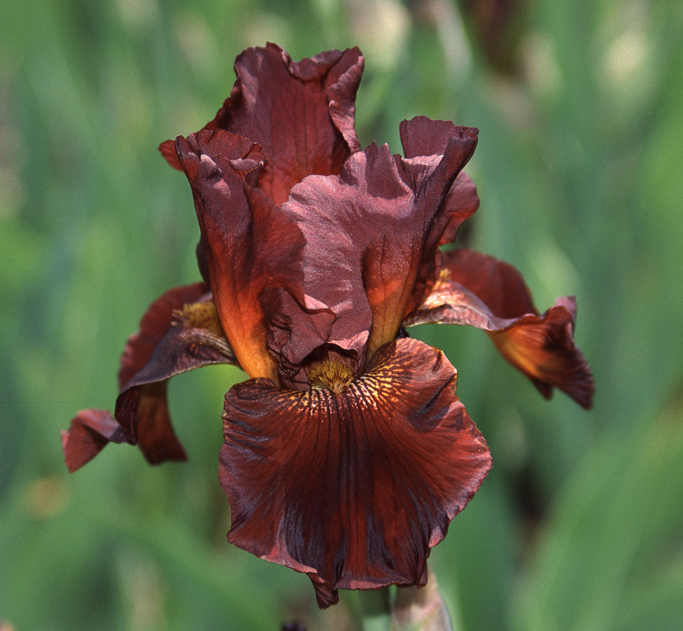 Iris Barbata Alta 