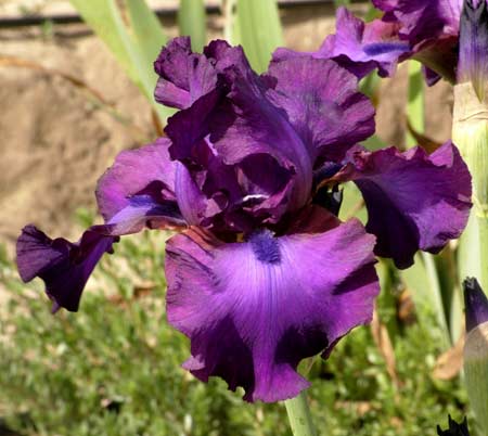 Iris Barbata Alta 