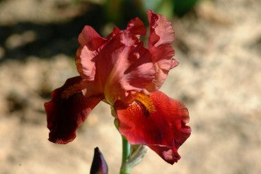 Iris Barbata Alta 