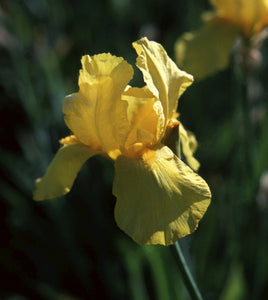 Iris Barbata Alta "Ola Kala" in vaso