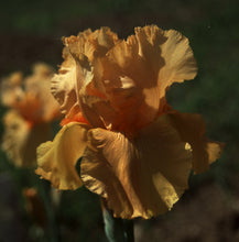 Carica l&#39;immagine nel visualizzatore di Gallery, Iris Barbata Alta &quot;Sky Fire&quot; in vaso
