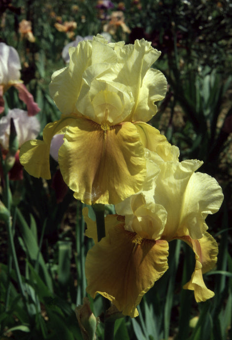 Iris Barbata Alta 