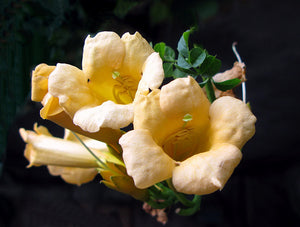 Bignonia Radicans "Yellow Trumpet" 