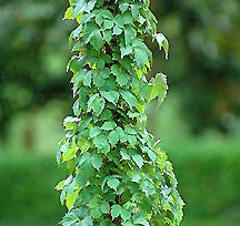 Partenocissus Tricuspidata Vetichii