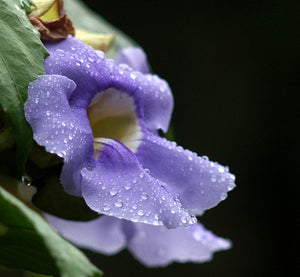 Thumbergia Grandiflora