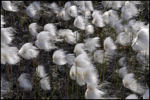 Eriophorum Vaginatum