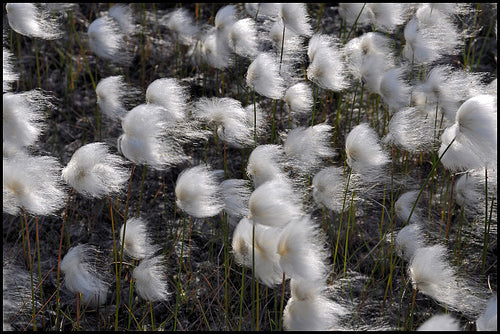 Eriophorum Vaginatum