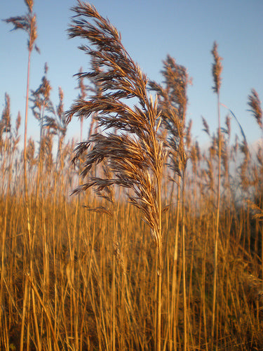 Phragmites Australis