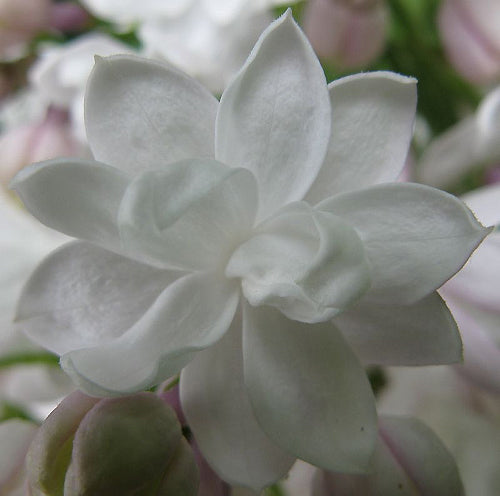 Syringa Vulgaris 