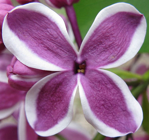 Syringa Vulgaris 