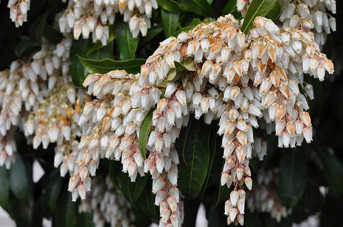 Pieris Japonica 