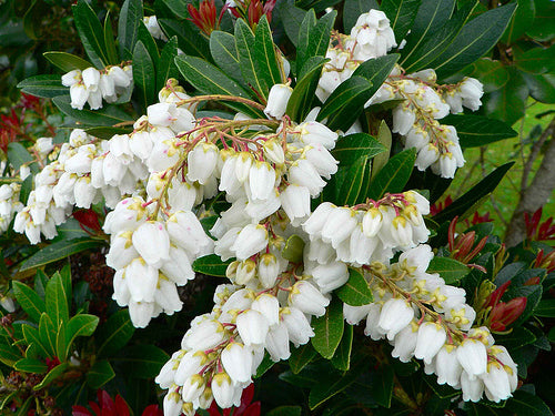 Pieris Japonica 
