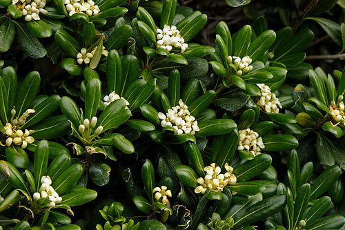Pittosporum Tobira Nanum