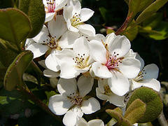 Rhaphiolepis Umbellata