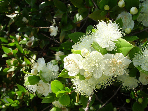 Myrtus Communis