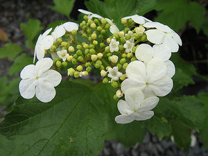 Viburnum Opulus Compactum