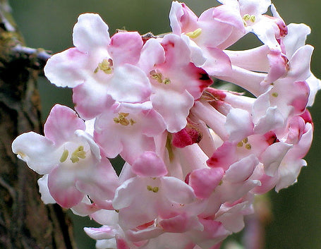 Viburnum Farreri