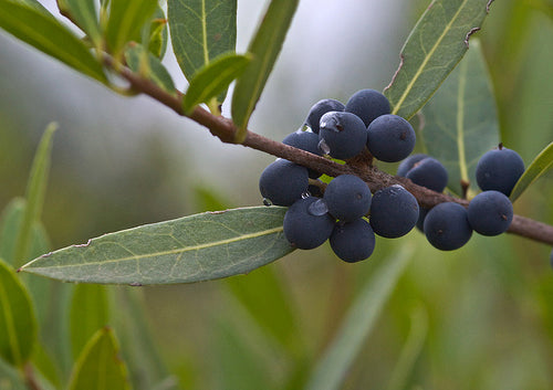 Phillirea Angustifolia