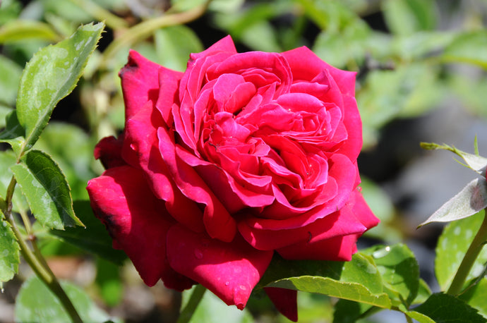Rosa 