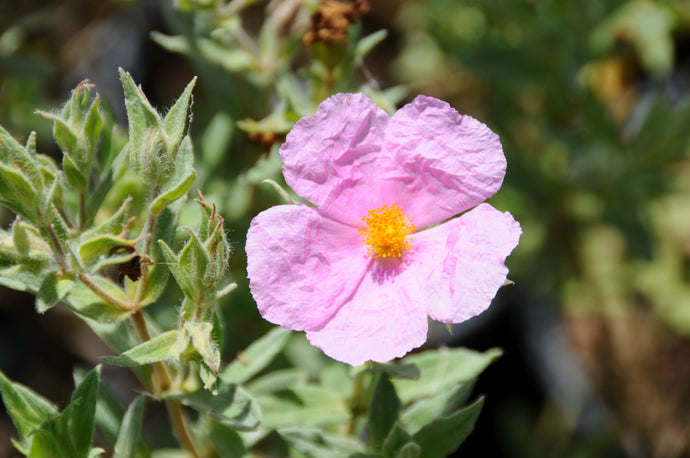 Cistus Pulverulentus 
