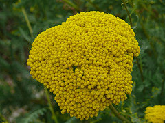 Achillea Filipendulina "Cloth of Gold"