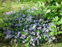 Carica l&#39;immagine nel visualizzatore di Gallery, Ceanothus Thyrsiflorum Repens
