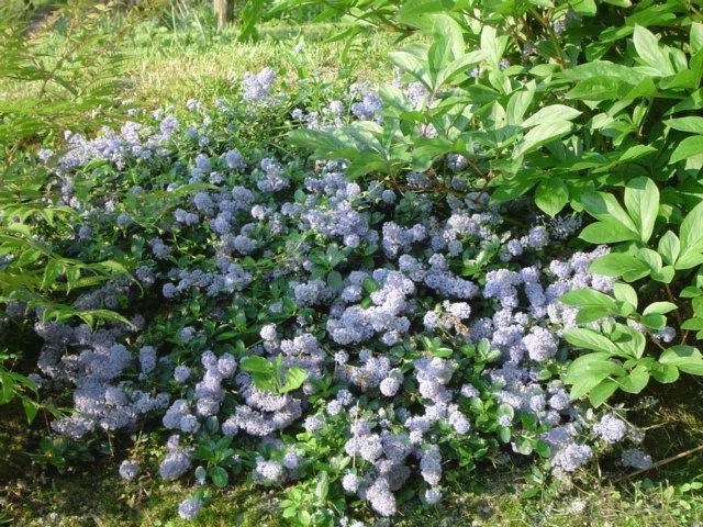 Ceanothus Thyrsiflorus Repens - Set Di 2 – FloraStore - 3