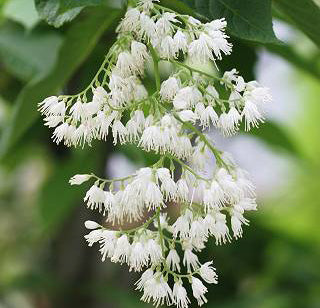 Pterostyrax Hispida