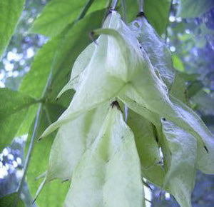 Staphylea Colchica