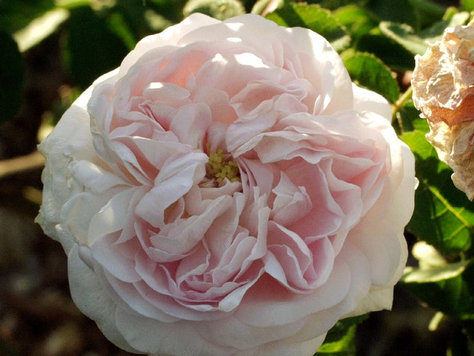 Rosa 